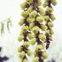 Stachyurus Praecox winter flowers that attract early pollinators, buy online UK