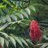 Rhus Typhina Stags Horn Sumac for Sale Online with UK and Ireland delivery.