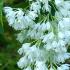 Staphylea Colchica Ivory Flowered Bladdernut