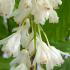 Staphylea Colchica Ivory Flowered Bladdernut is a deciduous shrub with pendulous clusters of ivory-white flowers in spring, followed by unique bladder-like seed pods in late summer.