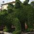 Dinosaur Topiary Tree, Stegosaurus shaped topiary from Ligustrum Jonandrum, for sale online with UK delivery.