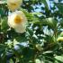 Stewartia Pseudocamellia at Paramount Plants and Gardens London, UK