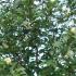 Stewartia Pseudocamellia shrubs for sale UK