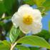 Stewartia Pseudocamellia is for sale at our london garden centre & also online from our web shop.