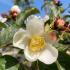 Stewartia Pseudocamellia, also known as Japanese Stewartia, is a small deciduous tree with elegant white flowers that resemble camellias, striking bark, and vibrant fall foliage.