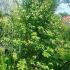 stewartia trees for sale online, flowering trees and shrubs, uk