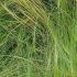 Stipa Tenuisimma is also known as Feather Grass, part of our large collection of ornamental grasses for sale online with UK delivery