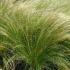 Stipa Tenuissima, Grasses for Sale online UK