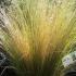 Ornamental feather grass to buy online