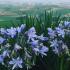 Agapanthus Orientalis Storm Cloud African Lily