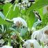 Styrax Japonicus Fragrant Fountain is also known as Snowbell shrub, very fragrant variety with beautiful white flowers, for sale online UK delivery