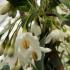 Styrax japonicus Fragrant Fountain weeping tree with white flowers