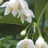 Styrax Japonicus Snow Cone bears masses of lightly scented bell shaped flowers, commonly known as Snowbell shrub, buy online UK delivery.