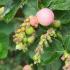 Mother of Pearl Snowberry or Symphoricarpos Doorenbosii Mother of Pearl shrub with pretty pink berries, buy online UK delivery.