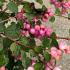 Symphoricarpos Doorenbosii Mother of Pearl is a compact deciduous shrub with arching branches, delicate pink flowers in summer, and clusters of pearl-like berries in fall, creating year-round interest.