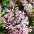 Syringa Bloomerang Pink Perfume, a new Lilac shrub variety, a repeat blooming Lilac with fragrant, profuse flowering, buy UK.