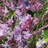 Syringa X Hyacinthiflora Esther Staley Lilac Hybrid flowers in May & June, buy online UK delivery.