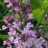 Syringa X Hyacinthiflora Esther Staley flowering in May