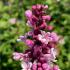 Striking pink flowers and a pleasant scent. Blooming in late spring, it adds a classic charm to your garden with its bold color.