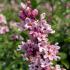 Stunning lilac variety known for its large, deep pink flowers that bloom in late spring. Its sweet fragrance and vibrant color make it a favorite in any garden.