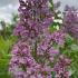 Syringa Vulgaris Andenken an Ludwig Späth is a classic lilac variety with deep purple, highly fragrant flowers that bloom in late spring, creating a stunning and aromatic display.