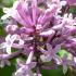 Syringa Meyeri Palibin Meyer Lilac, a compact deciduous shrub with dark green leaves and panicles of fragrant, lilac-pink flowers spring & summer. Very pretty.