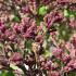 Syringa Meyeri Palibin, or Meyer Lilac, is a compact deciduous shrub with fragrant pale pink flowers that bloom in late spring, ideal for small gardens or borders.