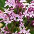 Syringa Microphylla Red Pixie Lilac