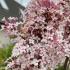 Syringa Microphylla Superba displaying beautiful pink and white flowers in full bloom