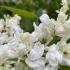 Syringa Prestoniae Agnes Smith with beautiful white flowers beginning to form