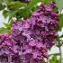 Syringa Vulgaris Ruhm Von Horstenstein, or Common Lilac, is a deciduous shrub with fragrant purple flowers in late spring, adding a burst of color and fragrance to gardens.