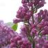 Syringa Vulgaris Belle De Nancy