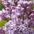 Syringa Vulgaris Madame Antoine Buchner