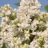 Syringa Vulgaris Madame Lemoine - Yellow Flowering Lilacs for sale at our London Nursery, Buy UK & Ireland delivery.