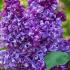 Syringa Vulgaris Mrs Edward Harding Lilac