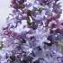 Syringa Vulgaris Nadezhda Common Lilac Hybrid