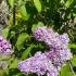 Syringa vulgaris Nadezhda lilac flowers in full bloom with soft purple petals