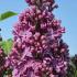 Syringa Vulgaris Ruhm Von Horstenstein Lilac