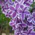 Syringa Vulgaris Sensation - Lilac Tree Sensation, attractive variegated flowers in purple and magenta