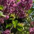 Syringa Vulgaris Sensation growing in an English garden, flowering in May