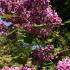 Syringa Vulgaris Sensation - Lilac Tree, showing conical magenta and white edged flowers in early summer