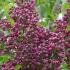 Syringa Vulgaris Znamya Lenina Lilac Red Scented Blooms