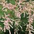 Tamarix shrub flowering in a coastal garden, in the UK