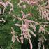 Tamarix Parviflora is also known as small flower Tamarisk, a compact deciduous shrub with elegant flowers, for sale online UK delivery.