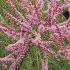 Tamarix Ramosissima Pink Cascade produce pretty plumes of pink flowers with elegant feathery foliage - a lovely flowering shrub for sale online UK.