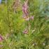 A charming shrub with pink flower clusters and delicate foliage perfect for adding texture and color to garden borders