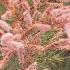 Tamarix Tetrandra is also known as Four Stamen Tamarisk or Salt Cedar, For Sale online with UK delivery.