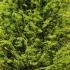 Taxodium Distichum or Swamp Cypress trees for sale online UK delivery