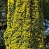 Taxus Bacatta Aurea - Golden Irish Yew