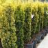 Taxus Bacatta Aurea, Irish Yew